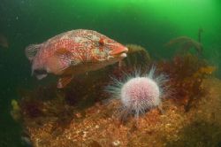 Ballan Wrasse Eye's a Sea Urchin.
Cathedral Rock St. Abb... by Mike Clark 
